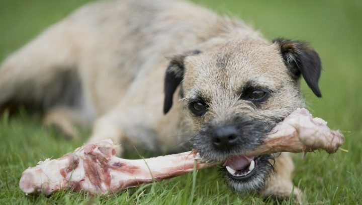 chien dans l'herbe mangeant un os